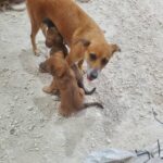 Animal Sanctuary Haiti – Refuge pour Animaux à Pétionville