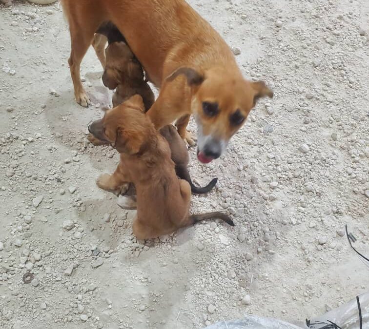 Animal Sanctuary Haiti – Refuge pour Animaux à Pétionville
