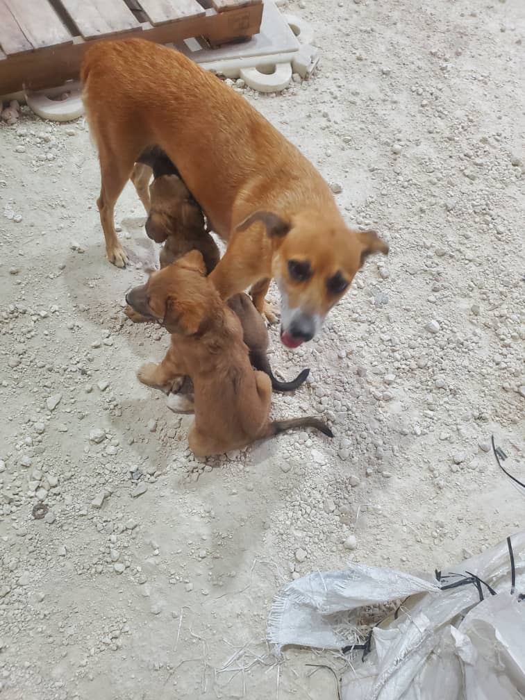 Animal Sanctuary Haiti – Refuge pour Animaux à Pétionville