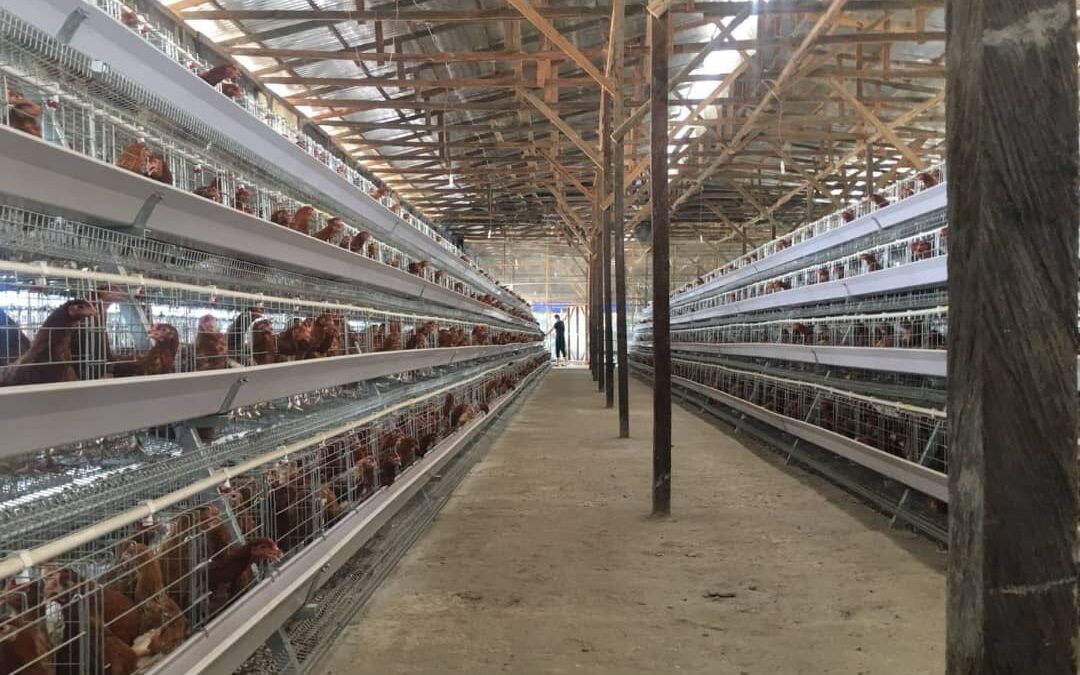 1Harmony Farm – Élevage d&rsquo;Animaux à Port-au-Prince
