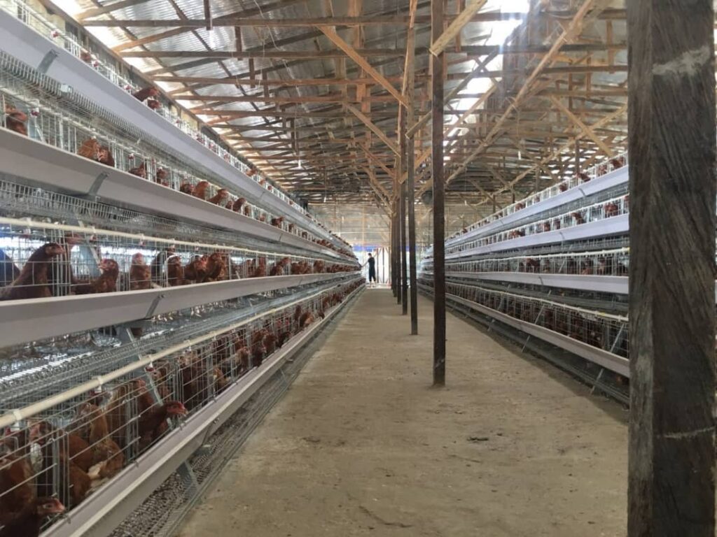1Harmony Farm – Élevage d&rsquo;Animaux à Port-au-Prince