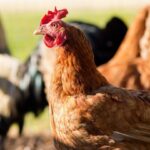 L&rsquo;AUBERGE DES POULES – Animaux à Port-au-Prince