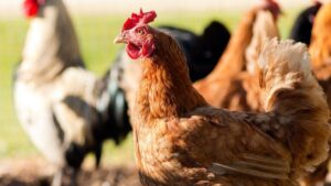 L&rsquo;AUBERGE DES POULES – Animaux à Port-au-Prince