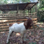 La Ferme Tropicale | Animaux à Cap-Haïtien