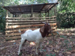 La Ferme Tropicale | Animaux à Cap-Haïtien