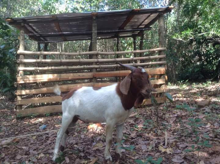 La Ferme Tropicale | Animaux à Cap-Haïtien