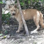 Zoo Wadadey – Parc d&rsquo;Attraction à Saint-Marc