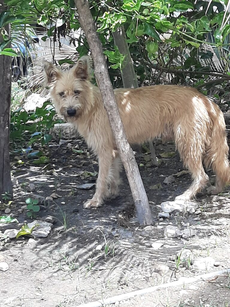 Zoo Wadadey – Parc d&rsquo;Attraction à Saint-Marc